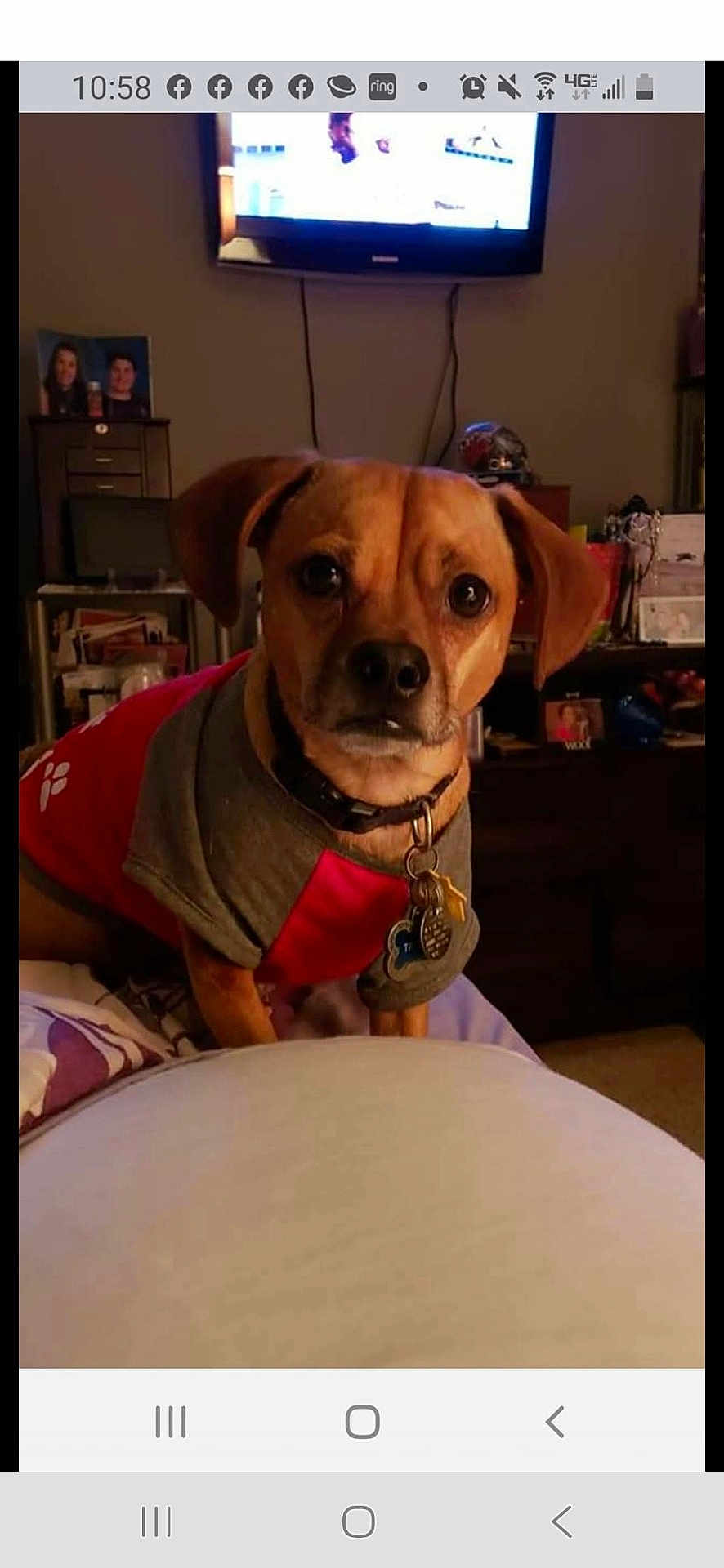 Bel joined the competition — help win amazing prizes! dog, pet, indoor, bed, sweater, brown_dog, collar, tags, television, furniture, room, portrait, looking, animal, canine, domestic, cute, companion, home, resting
