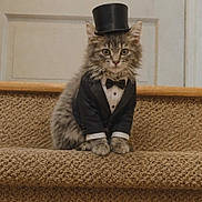 Romeo joined the competition — help win amazing prizes! adorable, animal, carpet, cat, costume, cute, domestic_animal, door, feline, formal_wear, furry, indoor, kitten, pet, portrait, sitting, small, stairs, top_hat, tuxedo