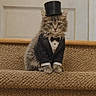 adorable, animal, carpet, cat, costume, cute, domestic_animal, door, feline, formal_wear, furry, indoor, kitten, pet, portrait, sitting, small, stairs, top_hat, tuxedo
