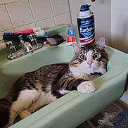 Flynn is registered to the contest to win money with this photo: cat, tabby, sink, bathroom, shaving_cream, toothbrush, comb, tile_wall, curious_eyes, domestic, pet, fur, white_paws, vintage_sink, household_items, relaxed, indoor, wide_eyes, pink_nose, claw