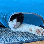 Pippy joined the competition — help win amazing prizes! cat, paw, blue_tunnel, carpet, indoor, stretching, pet, feline, black_and_white, fur, whiskers, relaxed, cute, animal, soft, small_space, home, resting, curious, playful