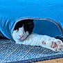 cat, paw, blue_tunnel, carpet, indoor, stretching, pet, feline, black_and_white, fur, whiskers, relaxed, cute, animal, soft, small_space, home, resting, curious, playful