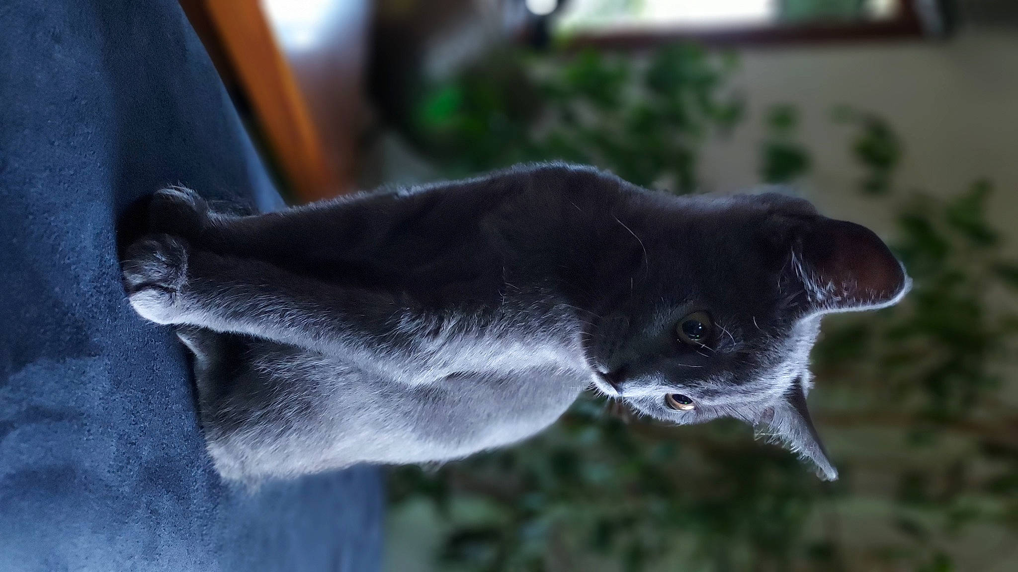 Saya participe au concours pour gagner de l'argent avec cette photo : annual_plant, art, canidae, carnivore, dog, dog_breed, domestic_short_haired_cat, fawn, felidae, fur, grey, non_sporting_group, plant, russian_blue, small_to_medium_sized_cats, sporting_group, tail, terrestrial_animal, whiskers, working_animal