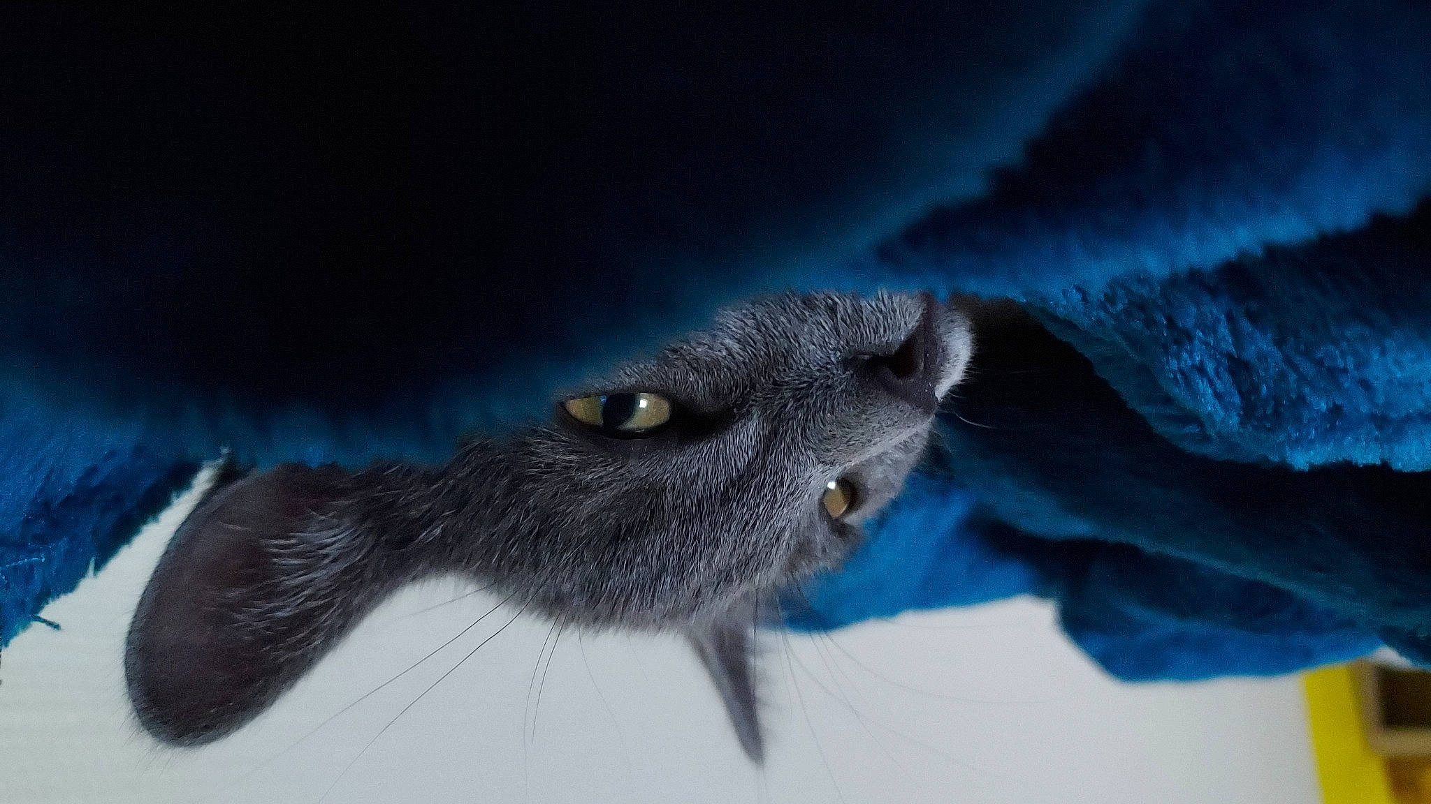 Saya a rejoint le concours — aidez-le/la à gagner de superbes lots ! carnivore, cat, dog_breed, electric_blue, felidae, fur, gesture, iris, macro_photography, small_to_medium_sized_cats, snout, terrestrial_animal, whiskers, wildlife