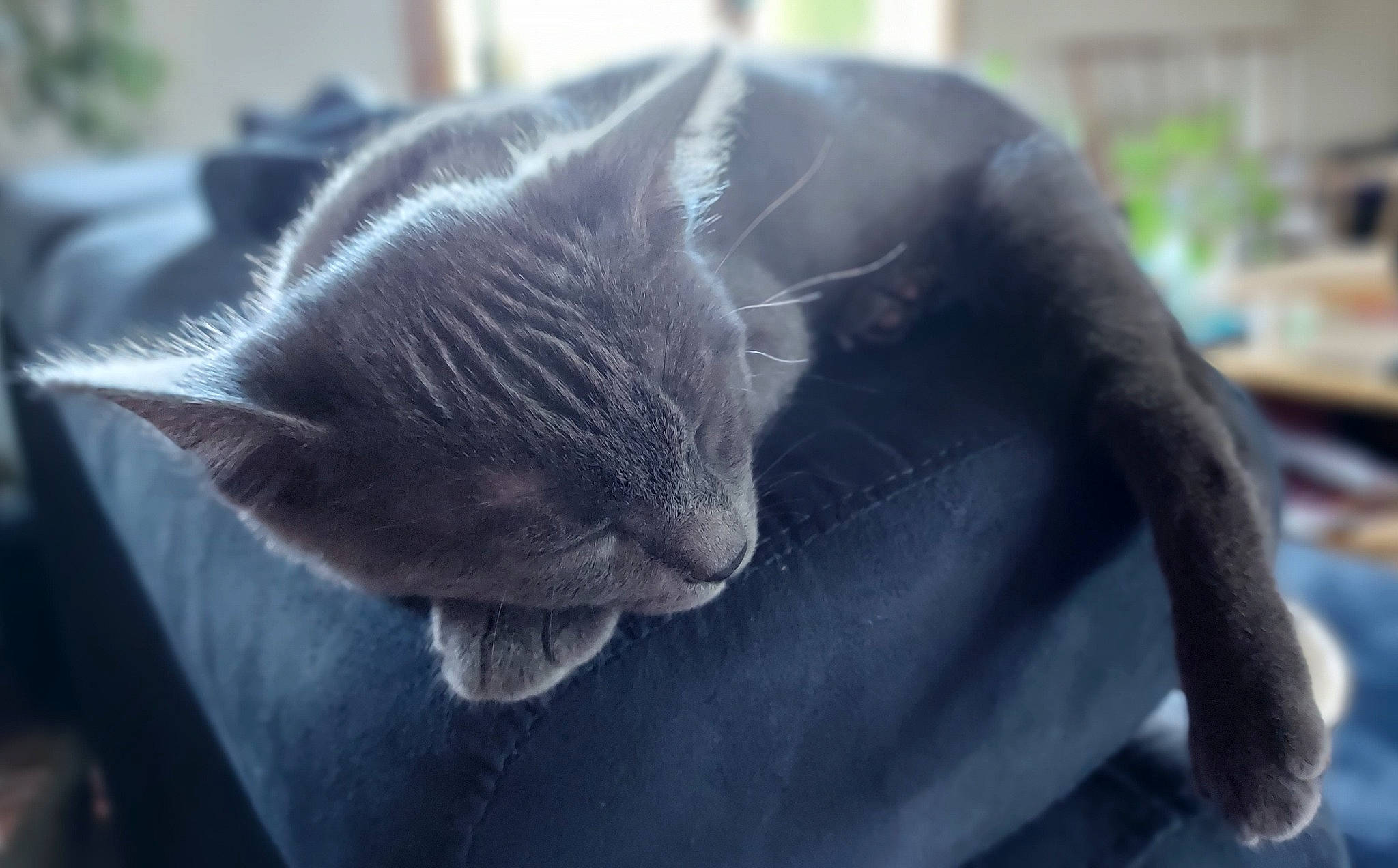 Saya a rejoint le concours — aidez-le/la à gagner de superbes lots ! carnivore, cat, close_up, comfort, domestic_short_haired_cat, ear, electric_blue, eye, fawn, felidae, fur, grass, grey, nap, small_to_medium_sized_cats, snout, tail, terrestrial_animal, whiskers, window