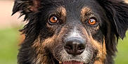 Laika participe au concours pour gagner de l'argent avec cette photo : dog, close_up, portrait, happy, outdoor, grass, animal, canine, brown_eyes, black_fur, white_fur, tan_fur, tongue, open_mouth, ears, pet, nature, blurred_background, friendly, smiling