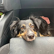 Laika a rejoint le concours — aidez-le/la à gagner de superbes lots ! dog, pet, car_interior, seat, animal, resting, black_fur, brown_eyes, closeup, waiting, companion, domestic_animal, cute, fur, head, portrait, vehicle, canine, ears, expression