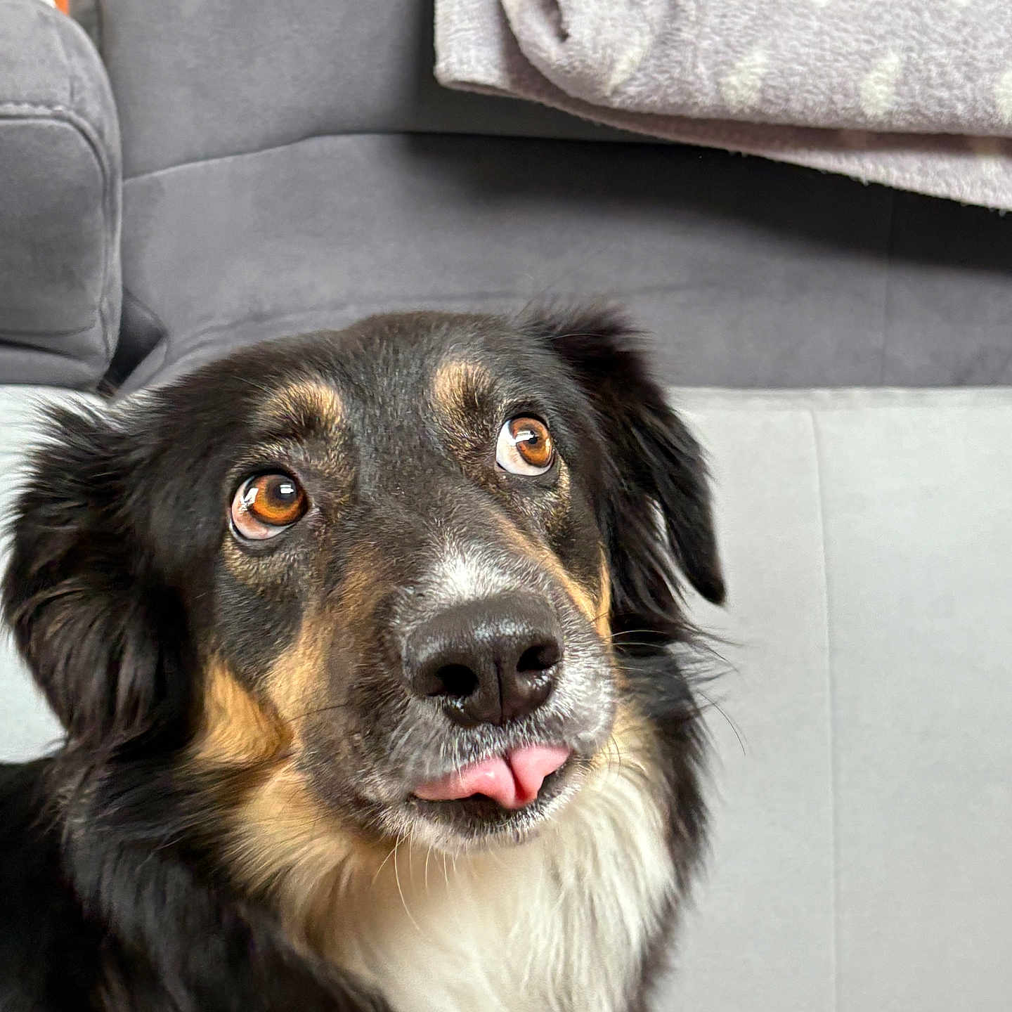 Laika participe au concours pour gagner de l'argent avec cette photo : animal, black_fur, blanket, brown_eyes, close_up, companion, couch, cute, dog, domestic_animal, expression, fluffy, furry, indoor, nose, pet, portrait, relaxed, tongue_out, white_fur