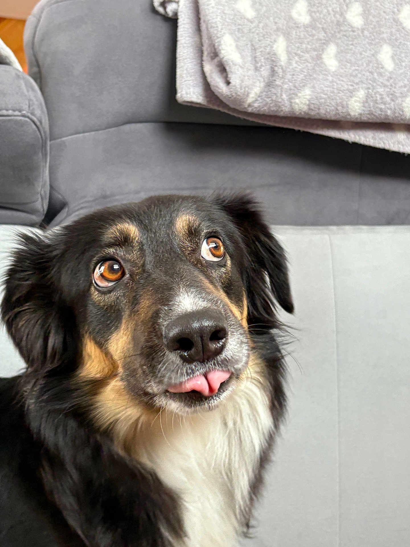 Laika participe au concours pour gagner de l'argent avec cette photo : dog, pet, animal, tongue_out, brown_eyes, black_fur, white_fur, fluffy, nose, couch, blanket, indoor, close_up, cute, companion, furry, domestic_animal, expression, portrait, relaxed