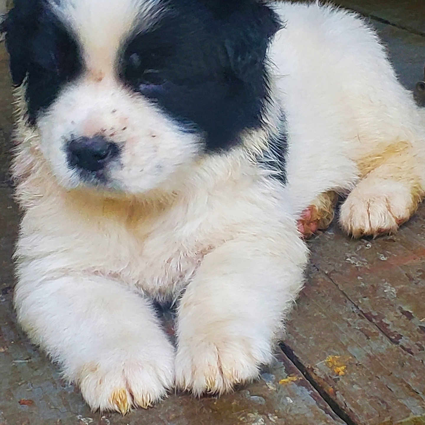 Ms. Waddelsworth is registered to the contest to win money with this photo: adorable, animal, black_and_white, closeup, cute, dog, fluffy, fur, indoors, lying_down, messy, paws, pet, playful, puppy, resting, sleepy, small, wooden_floor, young