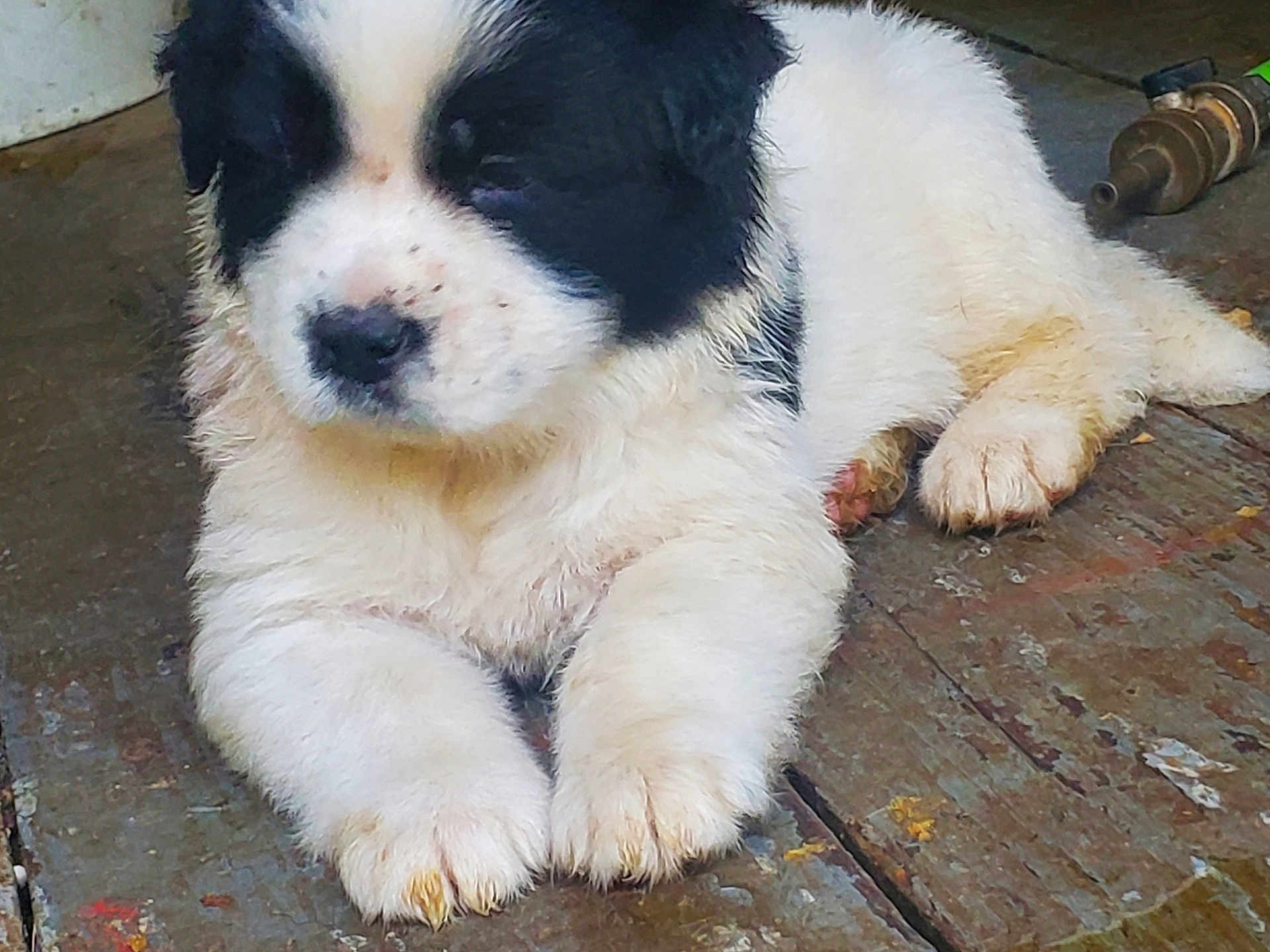 Ms. Waddelsworth is registered to the contest to win money with this photo: adorable, animal, black_and_white, closeup, cute, dog, fluffy, fur, indoors, lying_down, messy, paws, pet, playful, puppy, resting, sleepy, small, wooden_floor, young