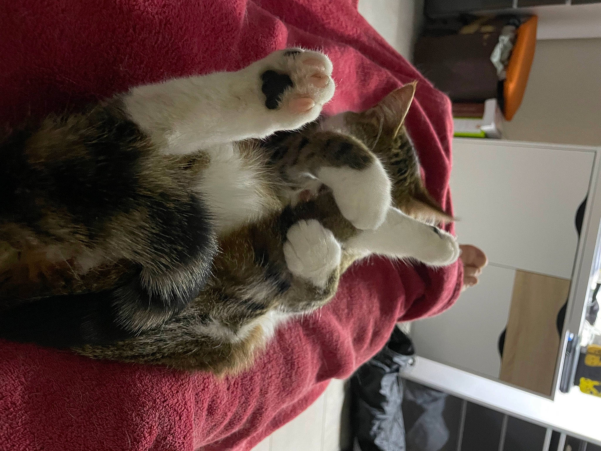 Maïka participe au concours pour gagner de l'argent avec cette photo : canidae, carnivore, cat, claw, comfort, companion_dog, dog_breed, domestic_short_haired_cat, felidae, fur, nap, paw, sleep, small_to_medium_sized_cats, snout, sporting_group, tail, terrestrial_animal, whiskers