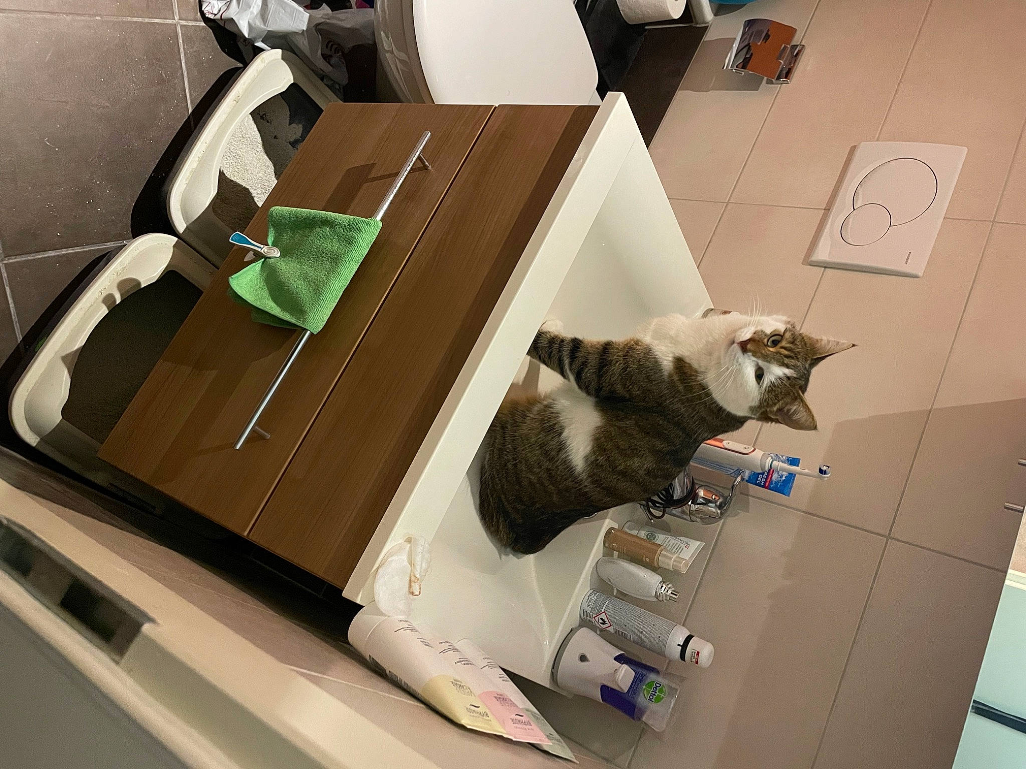 Maïka participe au concours pour gagner de l'argent avec cette photo : automotive_design, cat, chair, design, desk, desktop_computer, eyewear, felidae, floor, flooring, hardwood, interior_design, machine, paper, room, shelving, small_to_medium_sized_cats, table, tail, wood