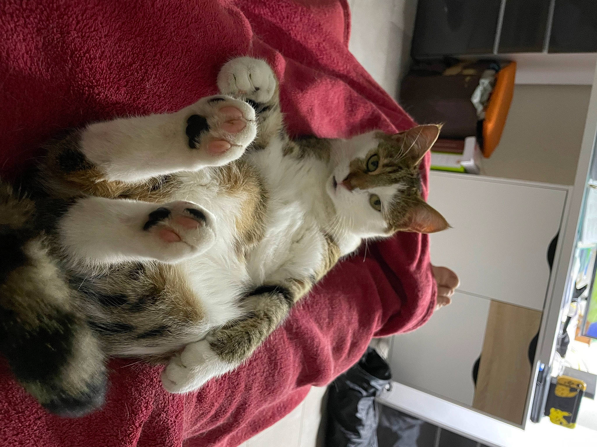 Maïka a rejoint le concours — aidez-le/la à gagner de superbes lots ! canidae, carnivore, cat, claw, comfort, companion_dog, dog_breed, domestic_short_haired_cat, fawn, felidae, fur, nap, paw, shelf, small_to_medium_sized_cats, snout, sporting_group, tail, whiskers, wood