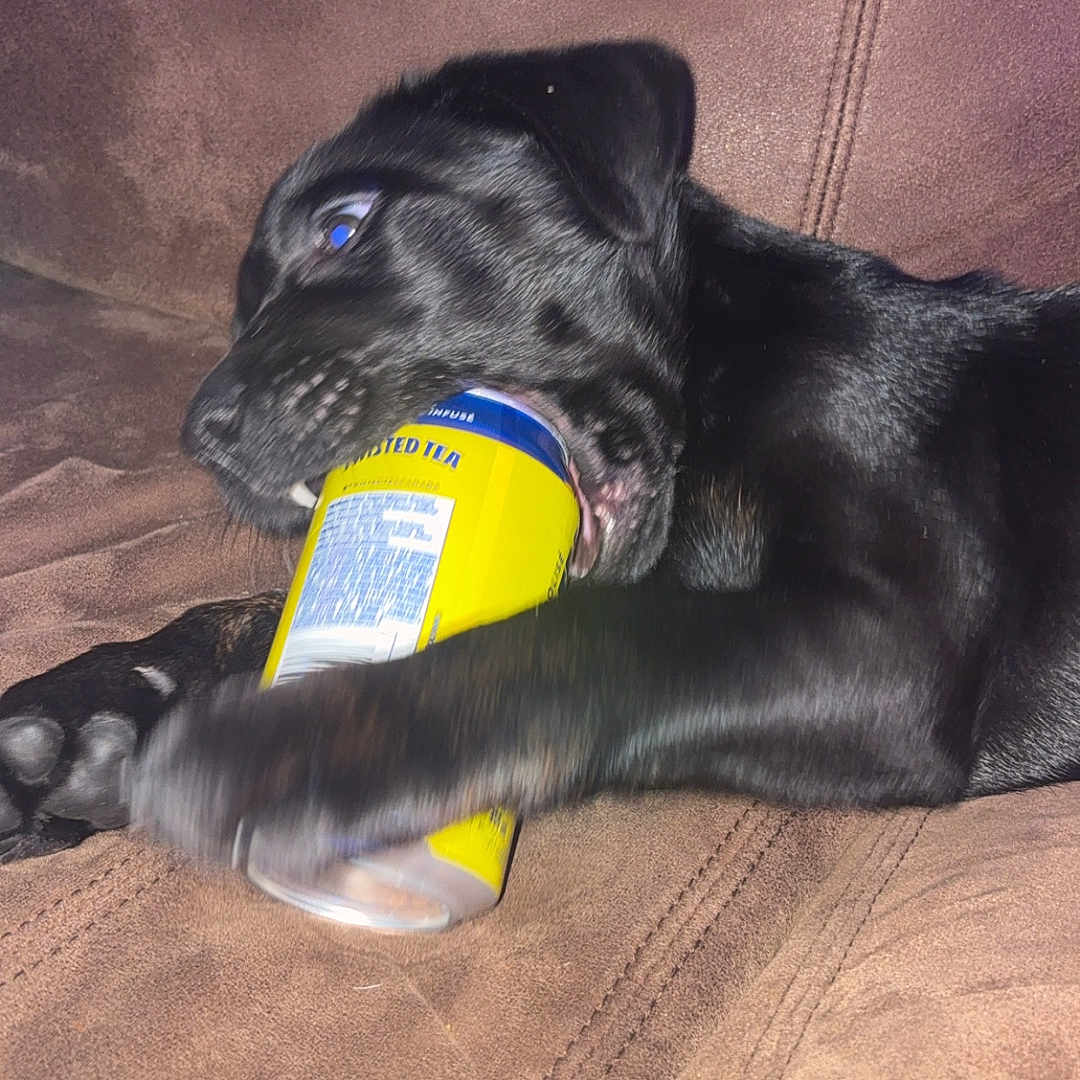 Oaklee joined the competition — help win amazing prizes! animal, black_dog, brown_couch, can, chewing, close_up, couch, dog, domestic_animal, funny_moment, fur, indoor, muzzle, paw, pet, pet_behavior, playing, relaxed, resting, yellow_can