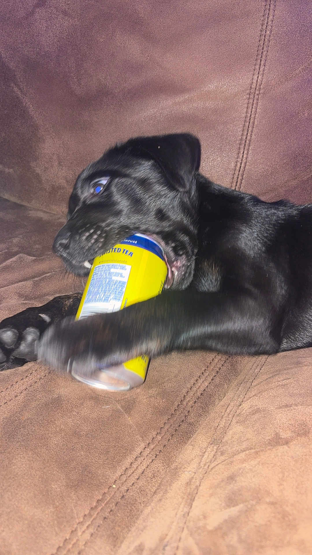 Oaklee joined the competition — help win amazing prizes! dog, black_dog, can, yellow_can, pet, playing, chewing, couch, brown_couch, indoor, paw, fur, animal, muzzle, relaxed, pet_behavior, domestic_animal, close_up, resting, funny_moment