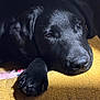 Heiko participe au concours pour gagner de l'argent avec cette photo : animal, black_dog, blanket, canine, closeup, cozy, dog, domestic_animal, fur, indoor, paw, peaceful, pet, relaxing, resting, sleepy, snout, soft_light, texture, yellow_blanket