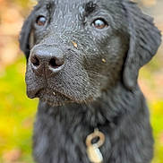 Heiko a rejoint le concours — aidez-le/la à gagner de superbes lots ! animal, autumn, black_dog, brown_eyes, canine, close_up, collar, cute, dog, fur, macro, muzzle, nature, outdoor, pet, portrait, shallow_depth_of_field, soft_background, tag, wet_fur
