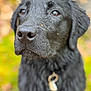 animal, autumn, black_dog, brown_eyes, canine, close_up, collar, cute, dog, fur, macro, muzzle, nature, outdoor, pet, portrait, shallow_depth_of_field, soft_background, tag, wet_fur
