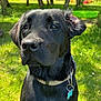 Heiko a rejoint le concours — aidez-le/la à gagner de superbes lots ! animal, black_dog, canine, closeup, collar, daylight, dog, ears, face, fur, grass, greenery, muzzle, nature, outdoor, pet, portrait, sunlight, tag, tree
