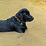 animal, black_dog, calm, canine, collar, dog, fur, mud, muddy_water, nature, outdoor, pet, pond, quiet, reflection, side_view, sitting, tag, water, wet