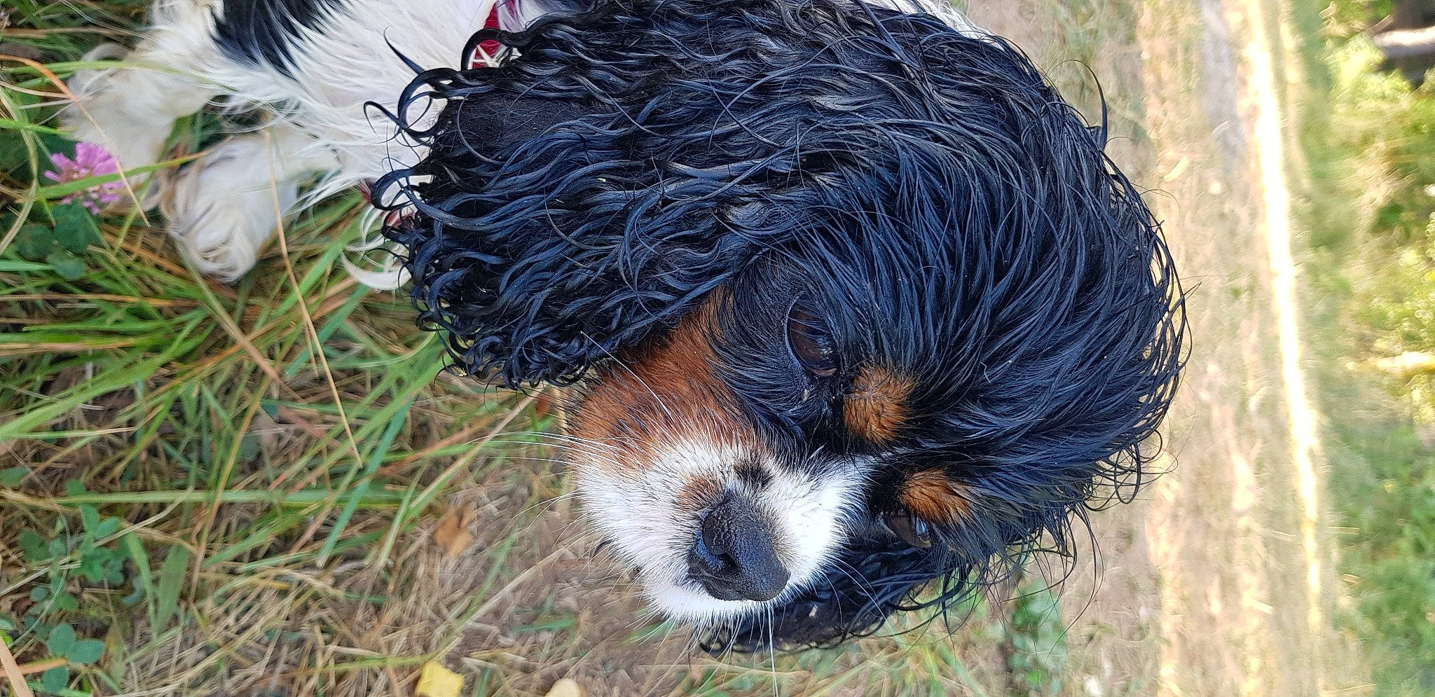 Santa a rejoint le concours — aidez-le/la à gagner de superbes lots ! canidae, carnivore, companion_dog, dog, dog_breed, dog_supply, fawn, fur, grass, liver, small_terrier, snout, soil, spaniel, sporting_group, terrestrial_animal, terrier, toy_dog, water_dog, working_animal