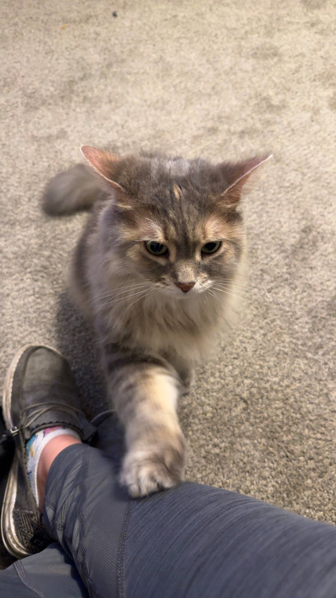 Penelope joined the competition — help win amazing prizes! carnivore, cat, claw, domestic_short_haired_cat, fawn, felidae, foot, fur, human_leg, mammal, paw, sitting, small_to_medium_sized_cats, snout, tail, terrestrial_animal, vertebrate, whiskers, wildlife, window