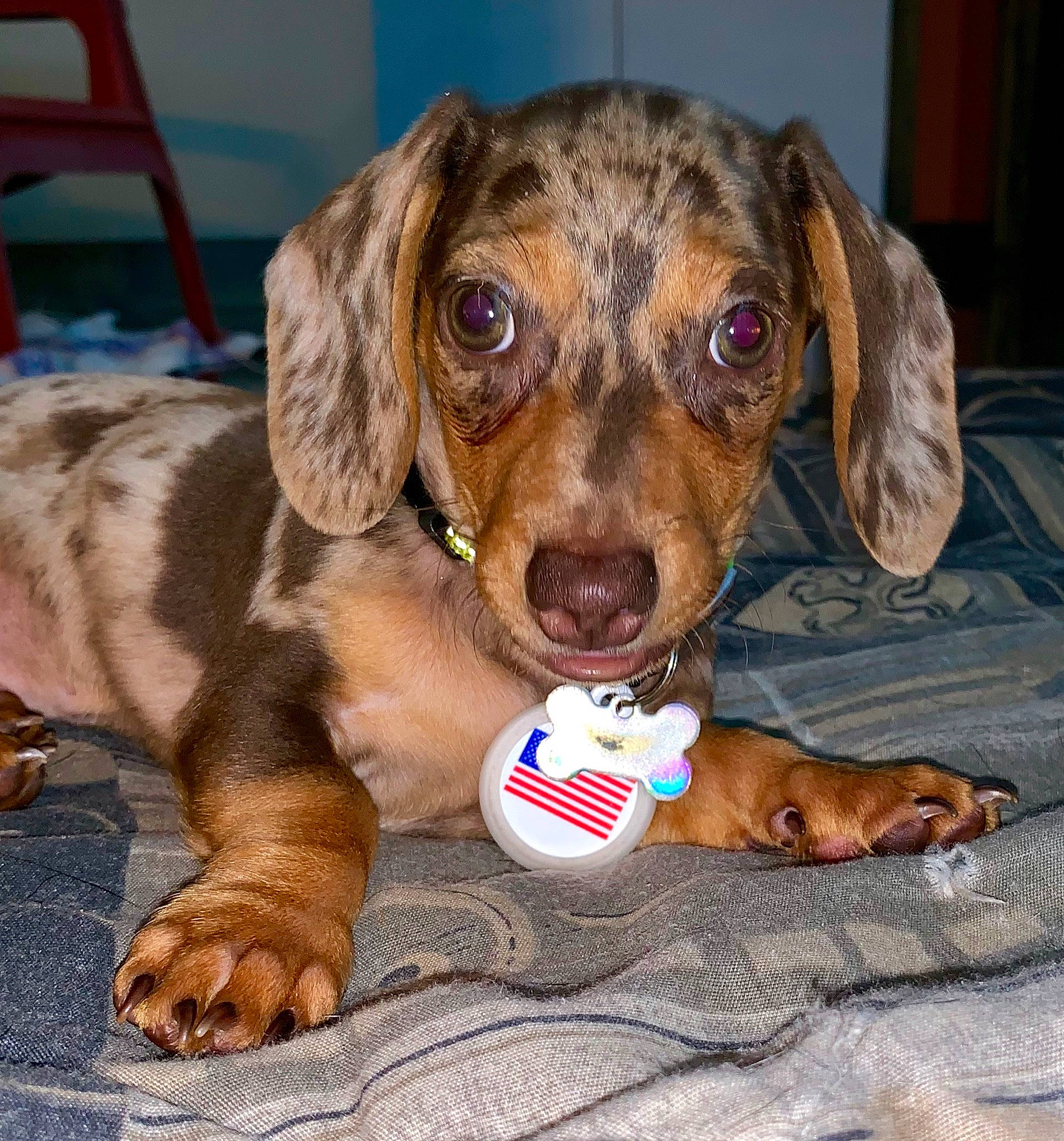 Einstein is registered to the contest to win money with this photo: alpine_dachsbracke, beagador, canidae, carnivore, companion_dog, dachshund, dog, dog_breed, dog_toy, hound, hunting_dog, liver, mammal, puppy, rare_breed_dog, vertebrate