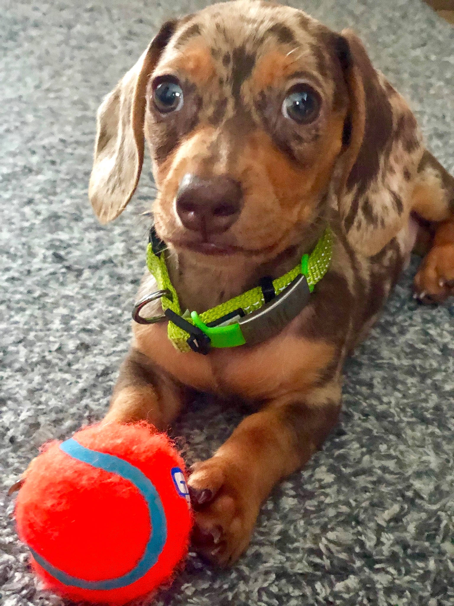 Einstein joined the competition — help win amazing prizes! beagador, canidae, carnivore, companion_dog, dachshund, dog, dog_breed, dog_toy, fawn, hound, mammal, puppy, snout, sporting_group, vertebrate