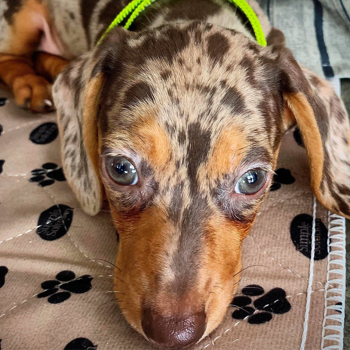 Einstein joined the competition — help win amazing prizes! canidae, carnivore, companion_dog, dachshund, dog, dog_breed, ear, fawn, louisiana_catahoula_leopard_dog, mammal, puppy, snout, vertebrate, whiskers
