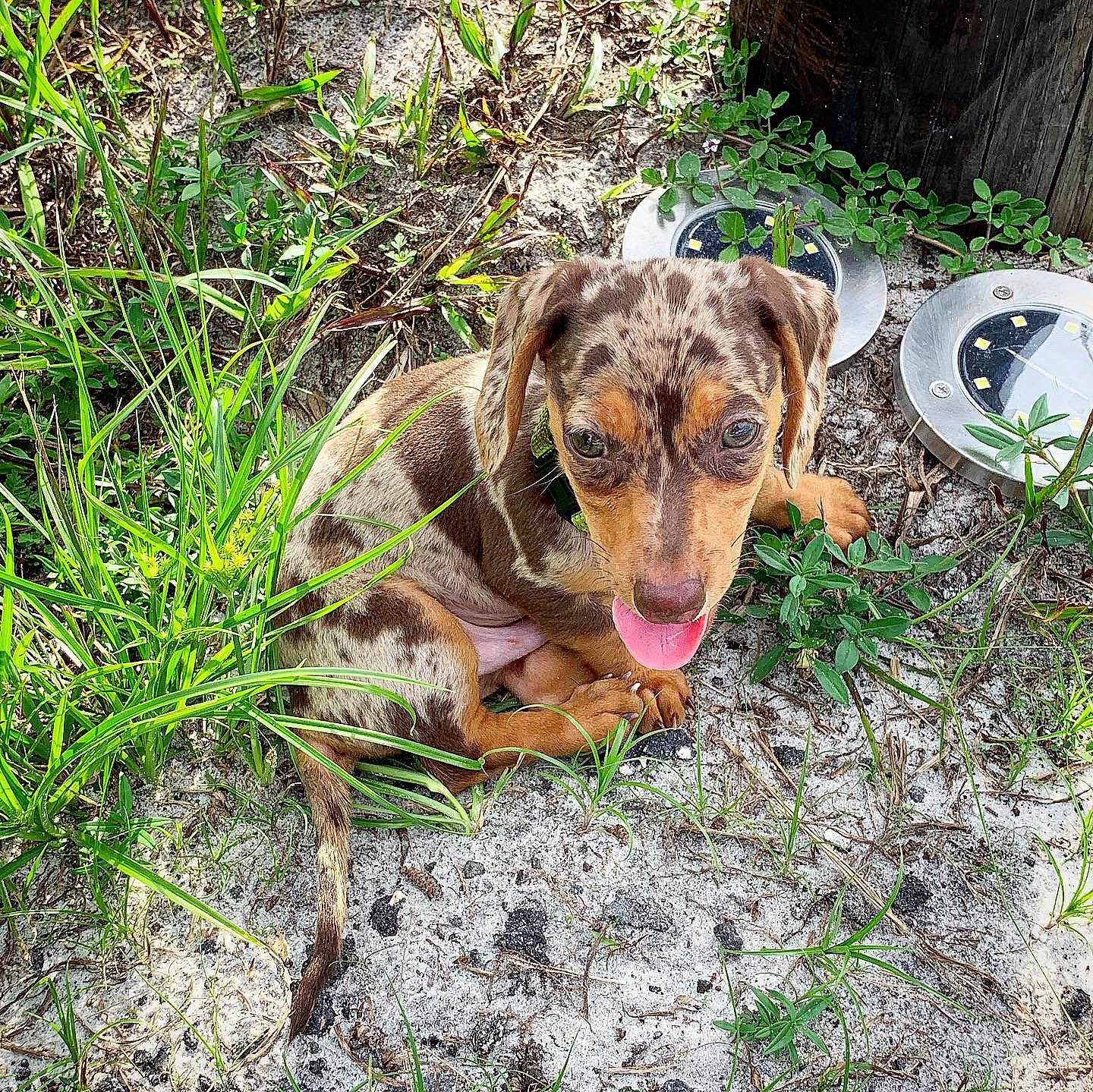 Einstein is registered to the contest to win money with this photo: canidae, carnivore, dachshund, dog, dog_breed, grass, hunting_dog, louisiana_catahoula_leopard_dog, mountain_cur, plant, sporting_group, walking, wildflower