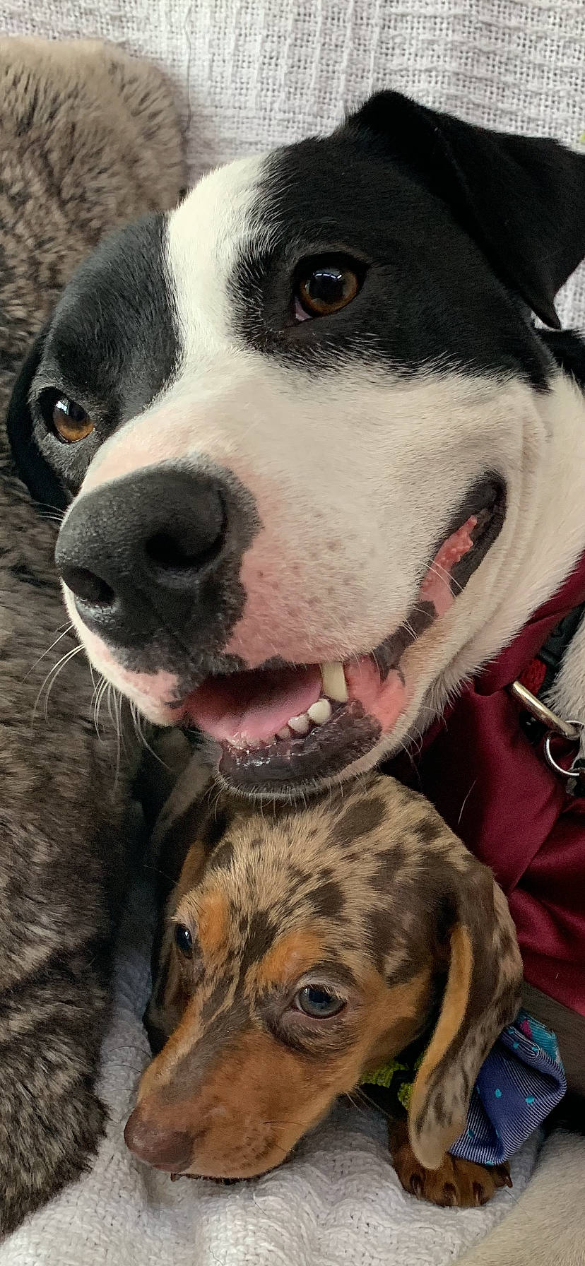 Buzz is registered to the contest to win money with this photo: american_pit_bull_terrier, american_staffordshire_terrier, canidae, carnivore, catahoula_bulldog, dog, dog_breed, fawn, louisiana_catahoula_leopard_dog, mammal, non_sporting_group, nose, pit_bull, snout, sporting_group, vertebrate, whiskers