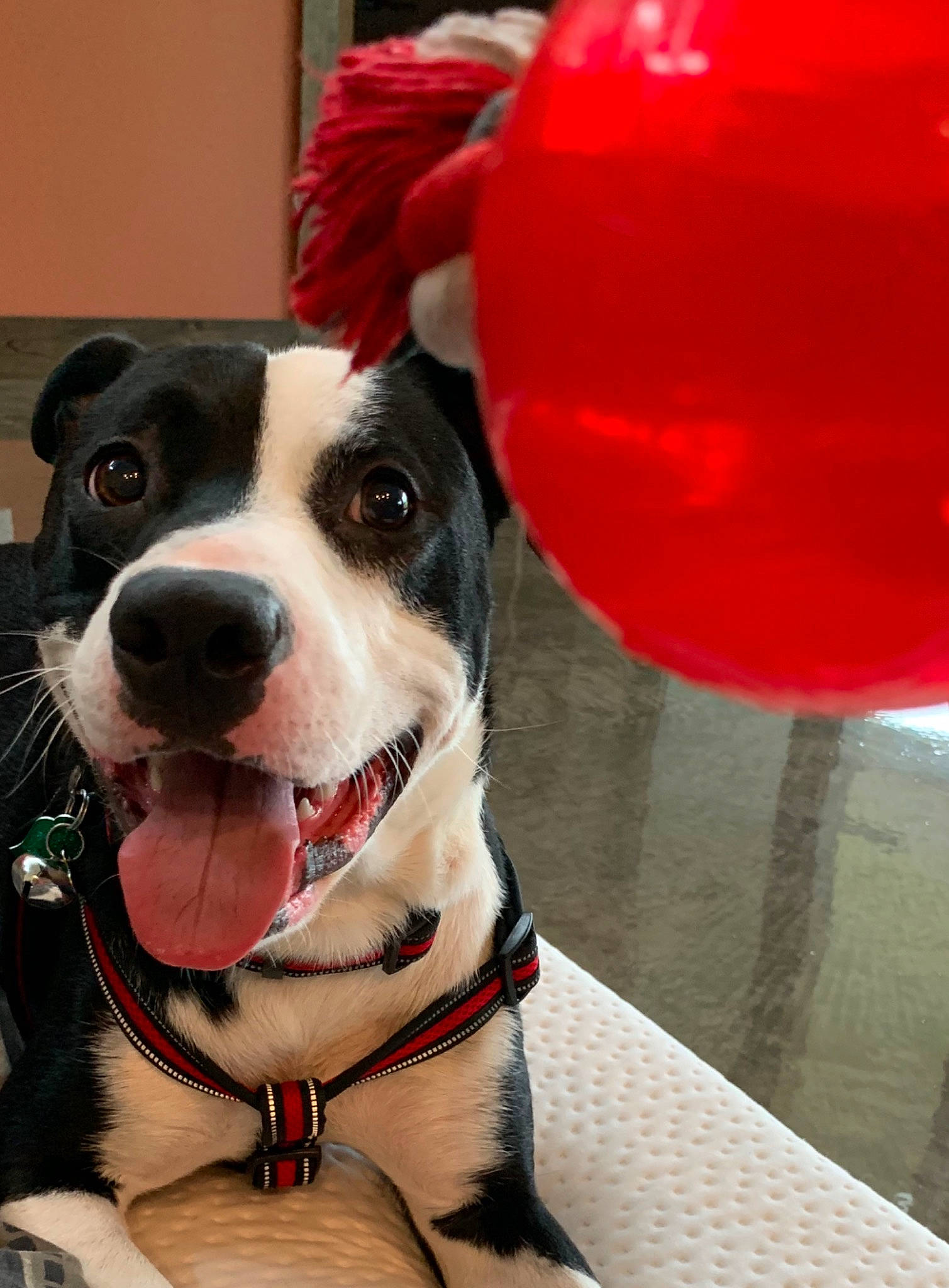 Buzz joined the competition — help win amazing prizes! american_pit_bull_terrier, american_staffordshire_terrier, border_collie, boston_terrier, canidae, carnivore, christmas, dog, dog_breed, holiday, mammal, non_sporting_group, pit_bull, puppy, rat_terrier, snout, sporting_group, staffordshire_bull_terrier, terrier