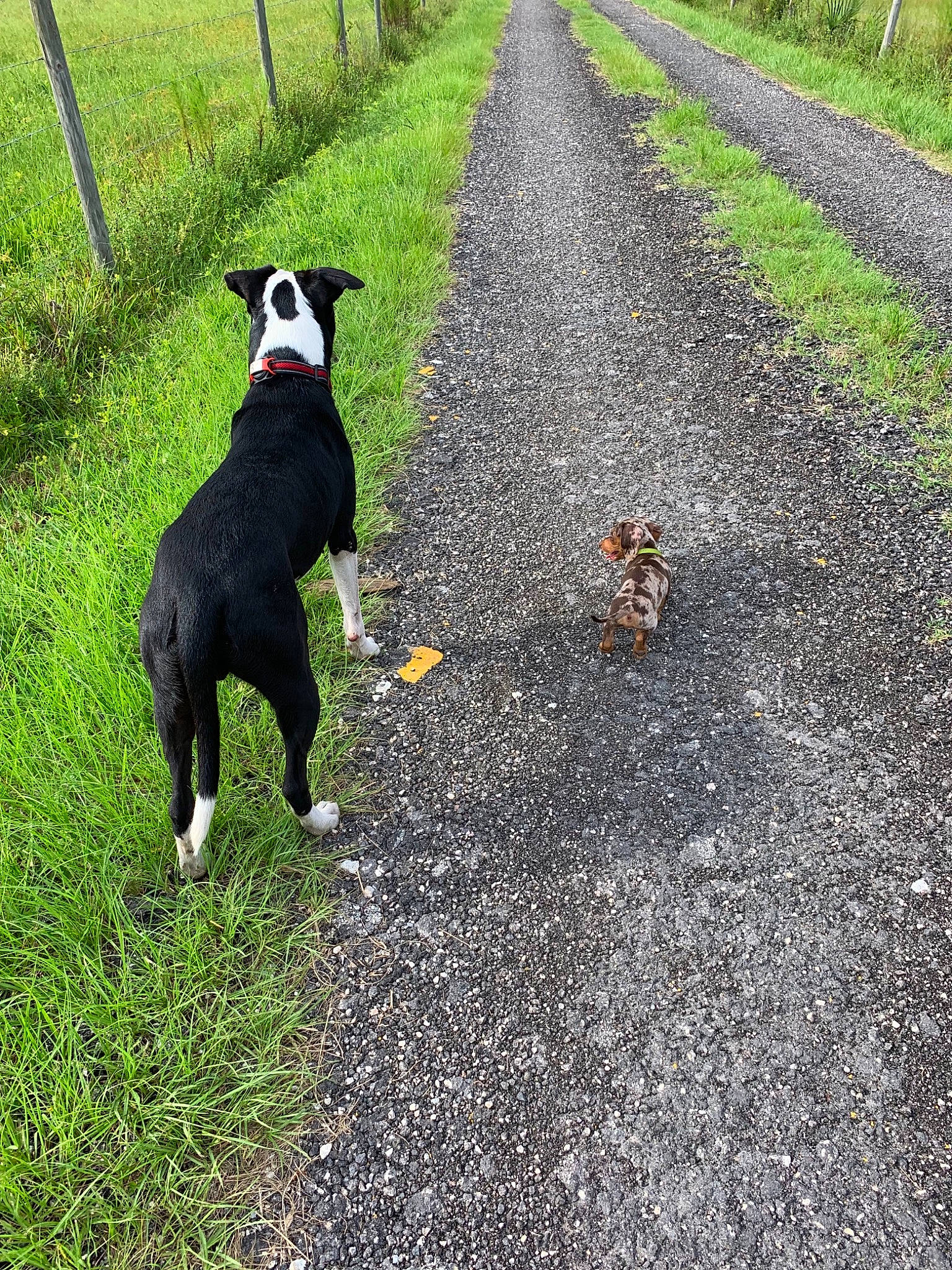 Buzz is registered to the contest to win money with this photo: boston_terrier, canidae, carnivore, companion_dog, dog, dog_breed, dog_walking, entlebucher_mountain_dog, hunting_dog, non_sporting_group, road, sporting_group, tail, trail, walking