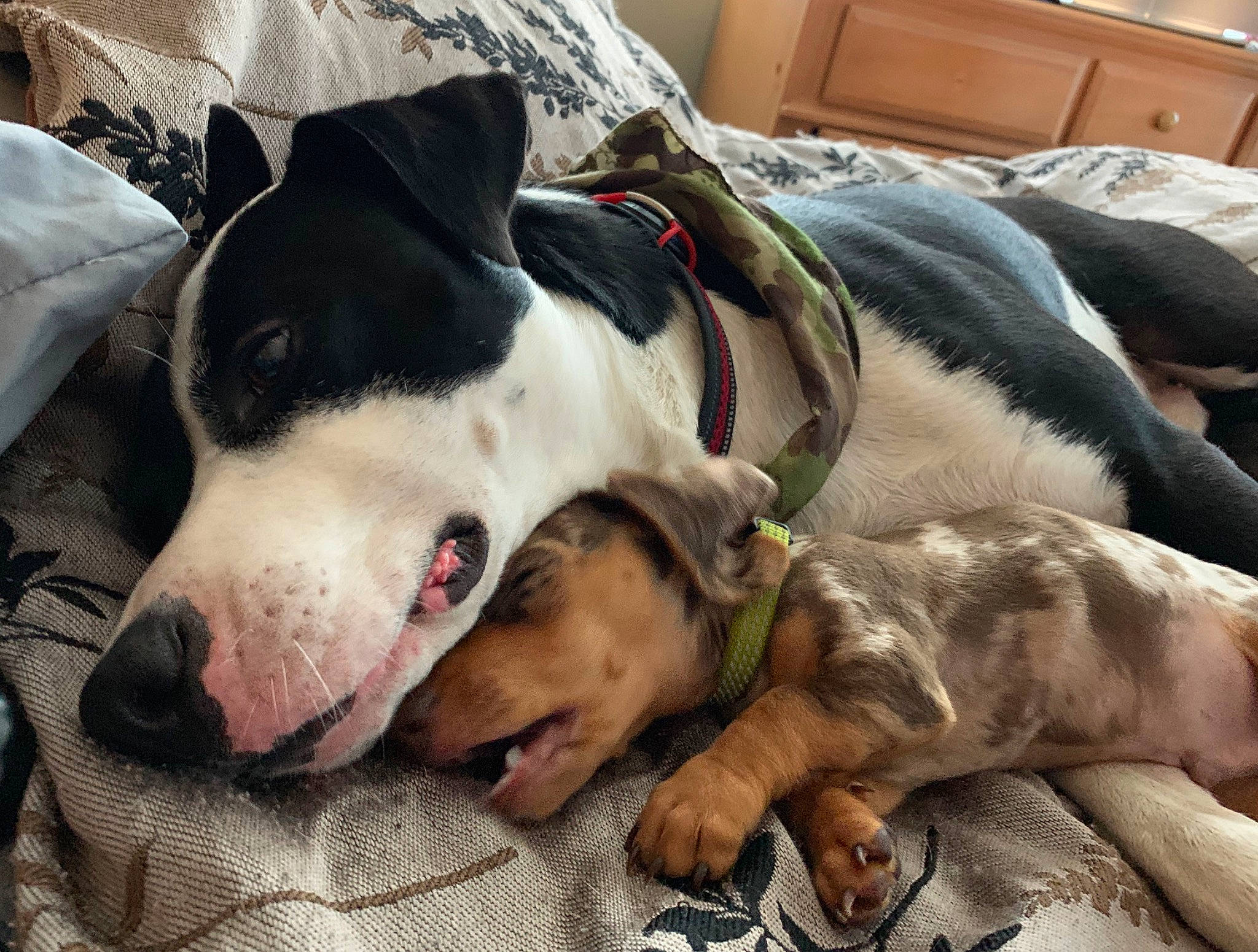 Buzz is registered to the contest to win money with this photo: canidae, carnivore, dog, dog_breed, ear, great_dane, mammal, nap, non_sporting_group, nose, pit_bull, puppy, puppy_love, sleep, snout, vertebrate