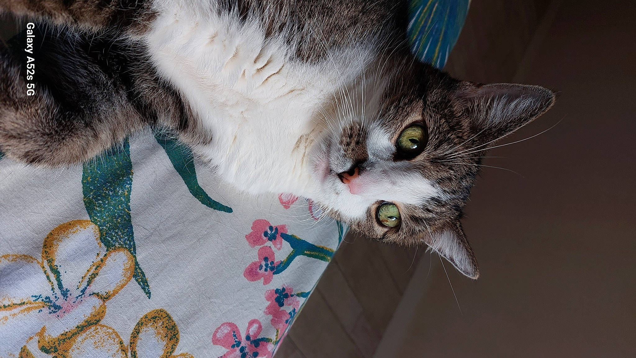 Alvin participe au concours pour gagner de l'argent avec cette photo : art, carnivore, cat, cat_supply, claw, collar, creative_arts, domestic_short_haired_cat, felidae, fur, linens, needlework, pattern, small_to_medium_sized_cats, snout, tail, whiskers, woven_fabric