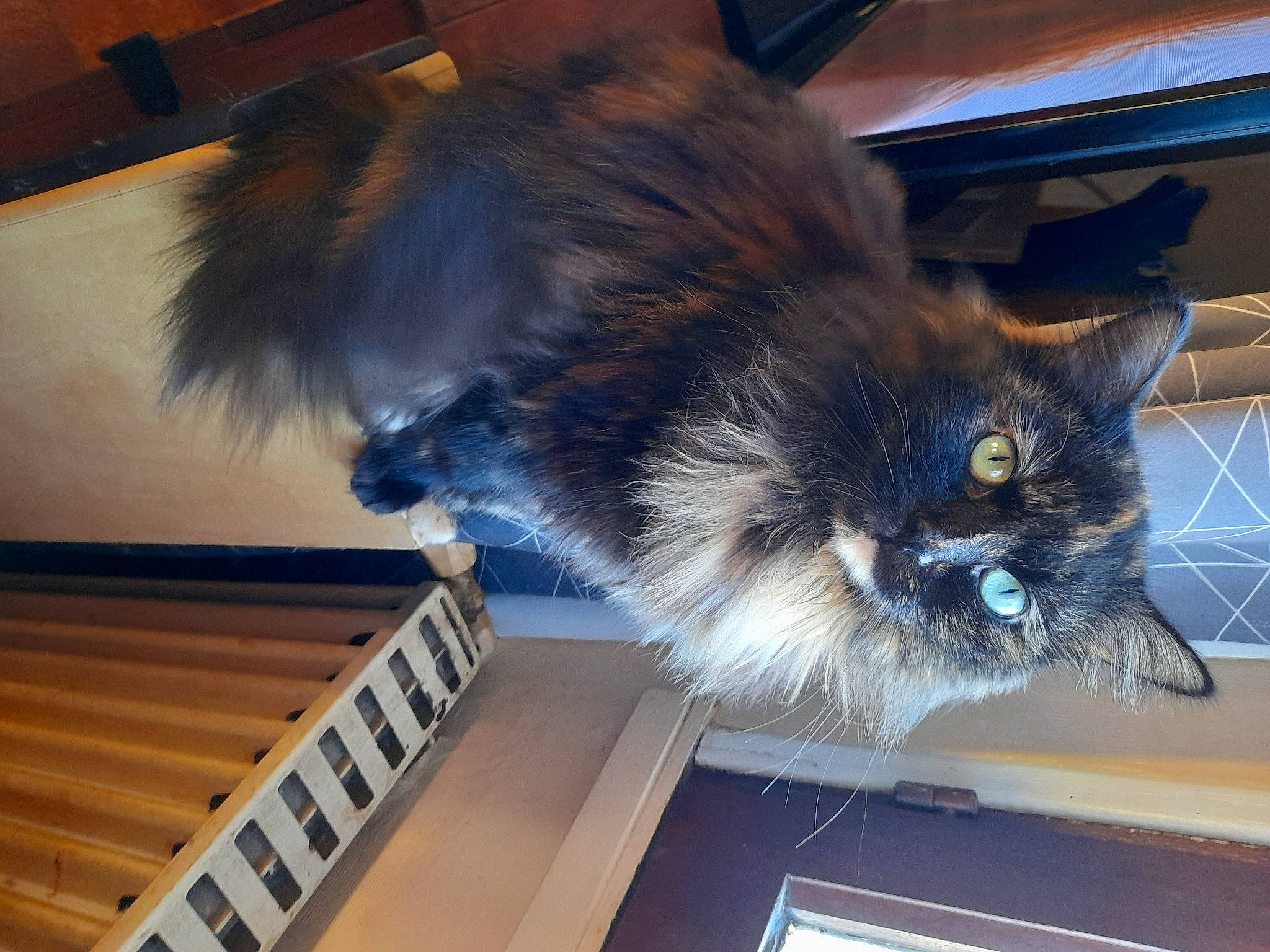 Cookise participe au concours pour gagner de l'argent avec cette photo : black_cat, carnivore, cat, claw, domestic_short_haired_cat, fawn, felidae, flooring, fur, hardwood, paw, small_to_medium_sized_cats, snout, tail, varnish, whiskers, wood, wood_stain