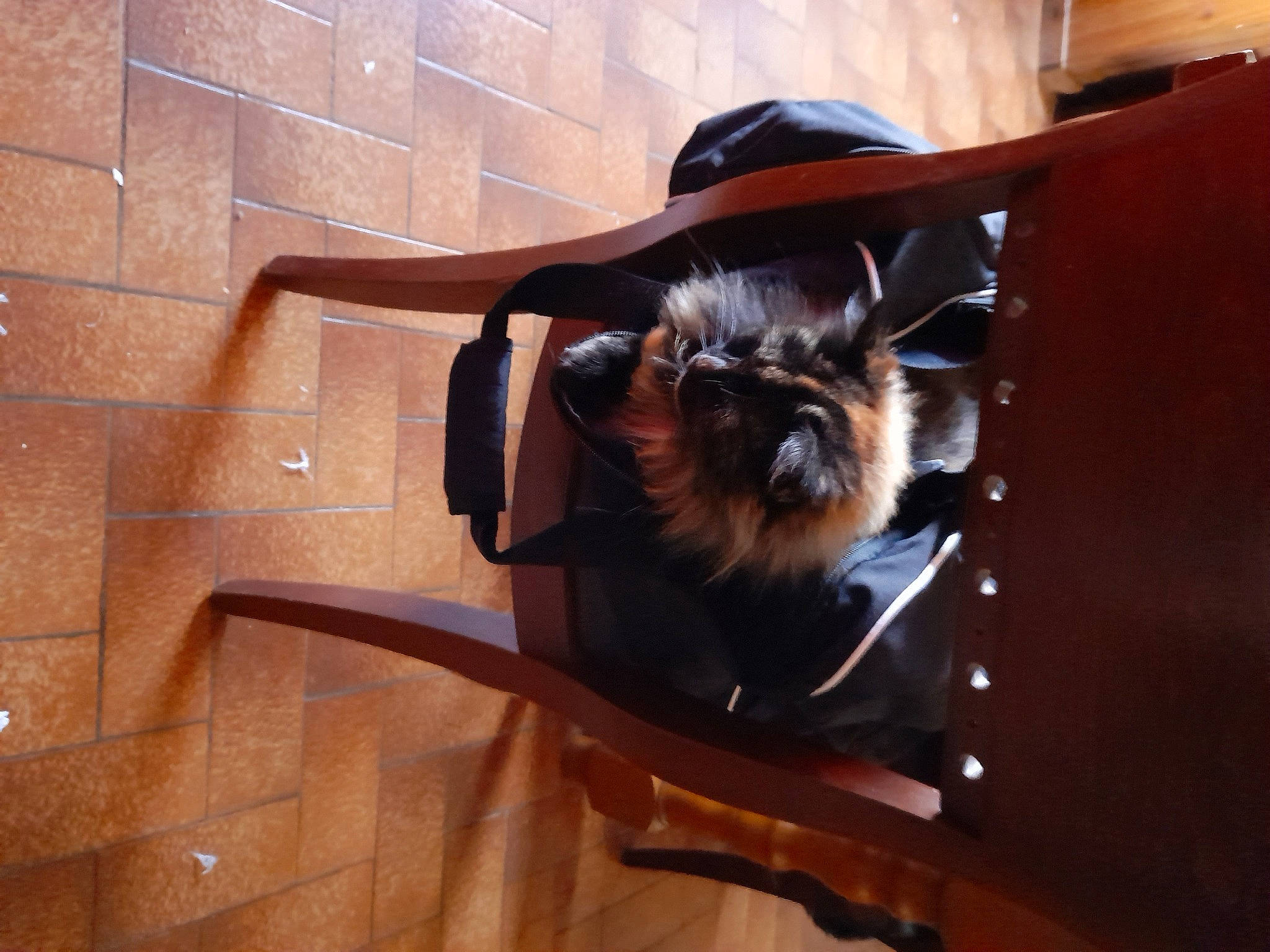 Cookise a rejoint le concours — aidez-le/la à gagner de superbes lots ! brown, carnivore, companion_dog, dog, dog_breed, fawn, felidae, flooring, hardwood, hat, liver, pet_supply, small_to_medium_sized_cats, snout, sporting_group, tints_and_shades, toy_dog, whiskers, wood, working_animal