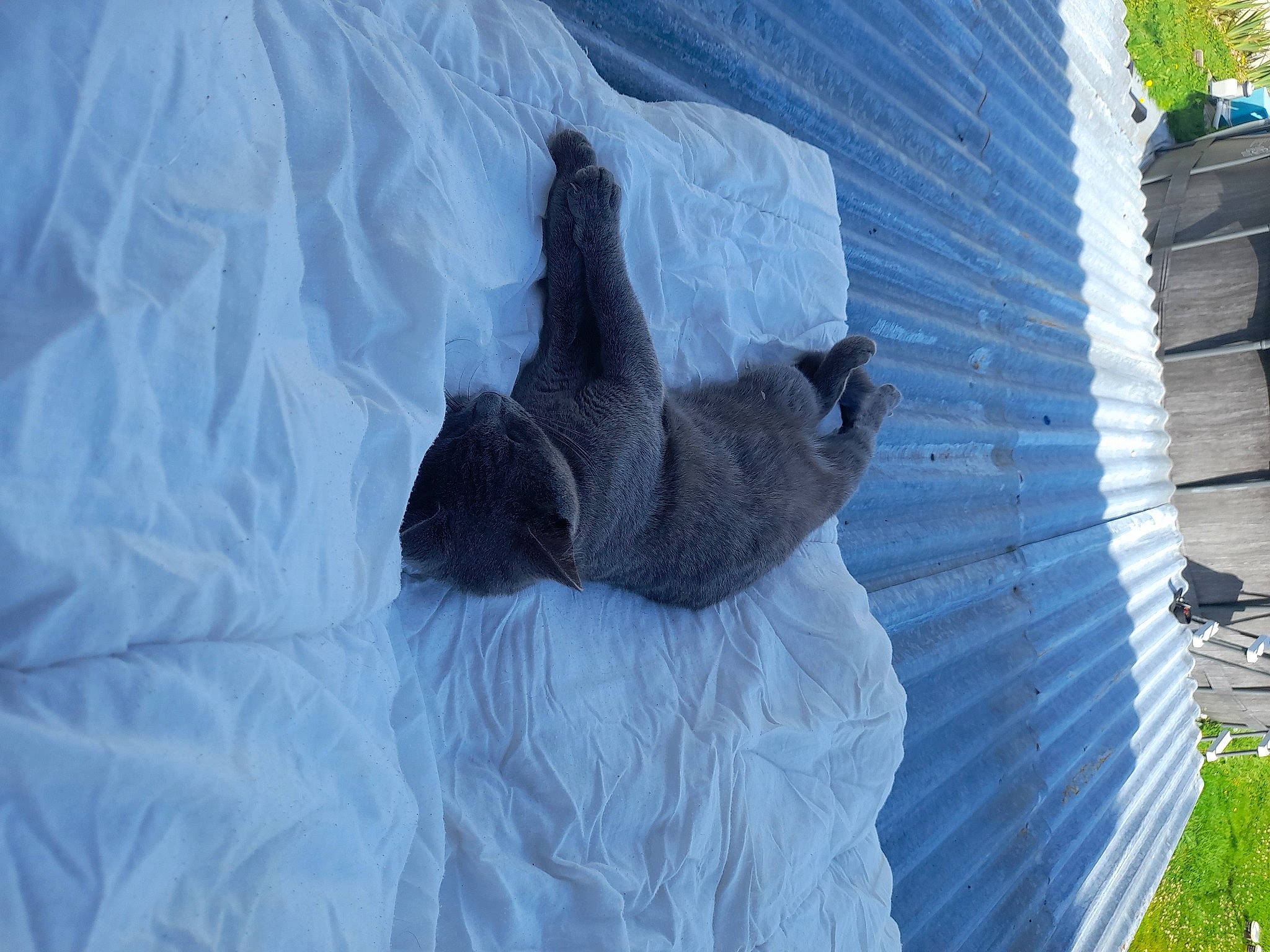 Chipie a rejoint le concours — aidez-le/la à gagner de superbes lots ! art, building, comfort, electric_blue, facade, felidae, freezing, fur, grass, house, linens, plant, rock, sculpture, shadow, small_to_medium_sized_cats, sporting_group, statue, tail, tree