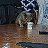 cat, gray_cat, yogurt_cup, spoon, wooden_table, chair, person, indoor, curious, pet, furniture, table_surface, reflection, sitting, clothing, domestic, household, food_container, tableware, closeup