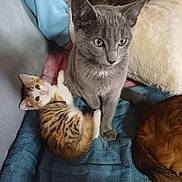 Chipie participe au concours pour gagner de l'argent avec cette photo : cat, kitten, grey_cat, calico_cat, feline, pet, animal, cute, cozy, blanket, pillow, indoor, resting, fur, whiskers, ears, eyes, relaxed, companion, domestic