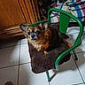 animal, blanket, brown_cushion, chair, colorful_blanket, cozy, cushion, dog, ears, floor, fur, green_chair, household, indoor, looking_up, pet, quiet, small_dog, tile_floor, wooden_furniture
