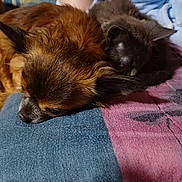 Nougat a rejoint le concours — aidez-le/la à gagner de superbes lots ! animal, blanket, cat, closeup, comfort, companion, cozy, cute, dog, domestic, friendship, fur, furry, indoor, pet, relaxing, resting, sleeping, snuggling, warm