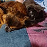 animal, blanket, cat, closeup, comfort, companion, cozy, cute, dog, domestic, friendship, fur, furry, indoor, pet, relaxing, resting, sleeping, snuggling, warm