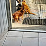 animal, calico_cat, cat, companions, concrete, curious, dog, domestic, doorway, fence, home, orange_cat, outdoor, pet, quiet, resting, shadow, small_dog, sunlight, tile_floor