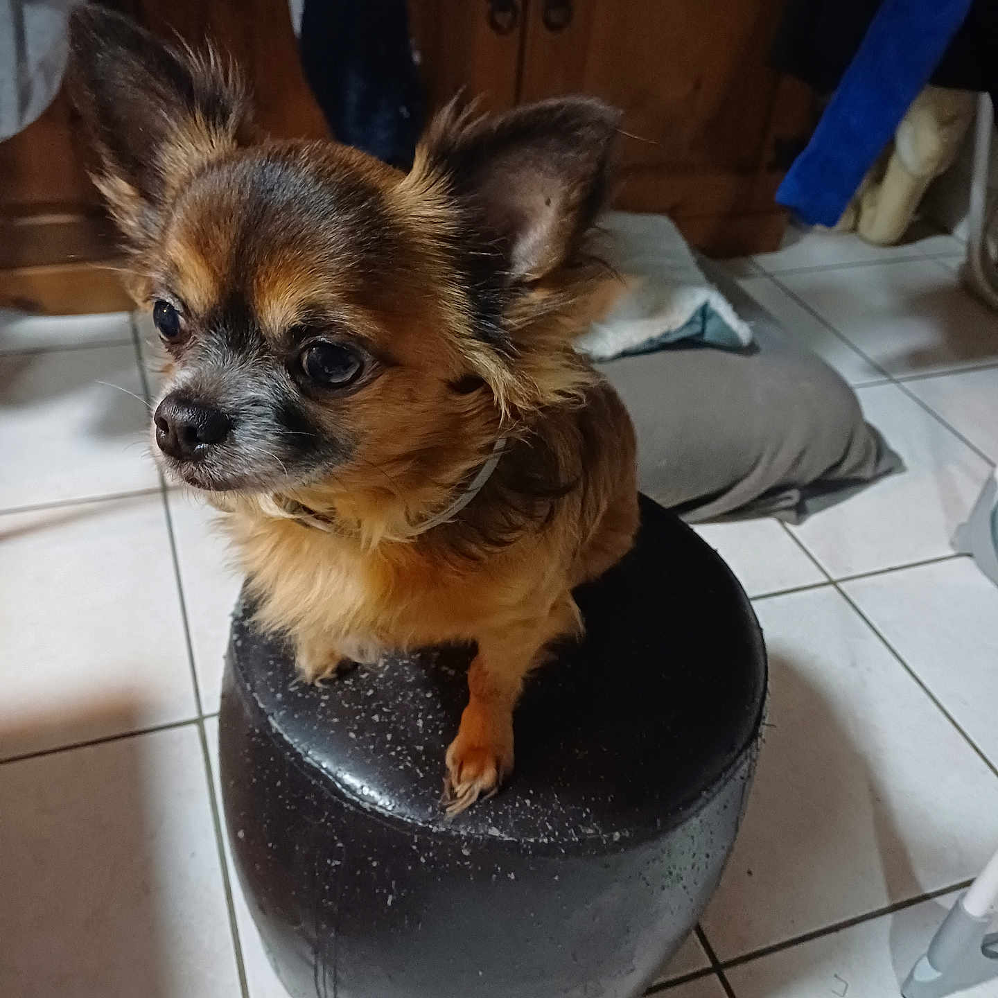 Nougat participe au concours pour gagner de l'argent avec cette photo : dog, small_dog, indoor, stool, tile_floor, wooden_furniture, pet, animal, ears, fur, brown_dog, cute, companion, household, domestic, sitting, floor, looking_away, cozy, closeup
