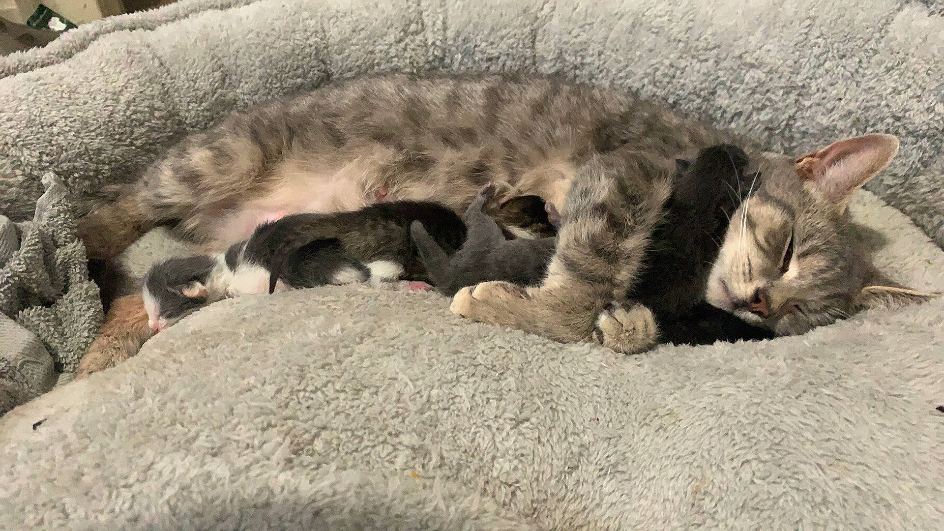 Ashy joined the competition — help win amazing prizes! carnivore, cat, devon_rex, domestic_short_haired_cat, dragon_li, egyptian_mau, european_shorthair, felidae, german_rex, kitten, mammal, nap, oriental_longhair, pixie_bob, sleep, small_to_medium_sized_cats, tabby_cat, vertebrate