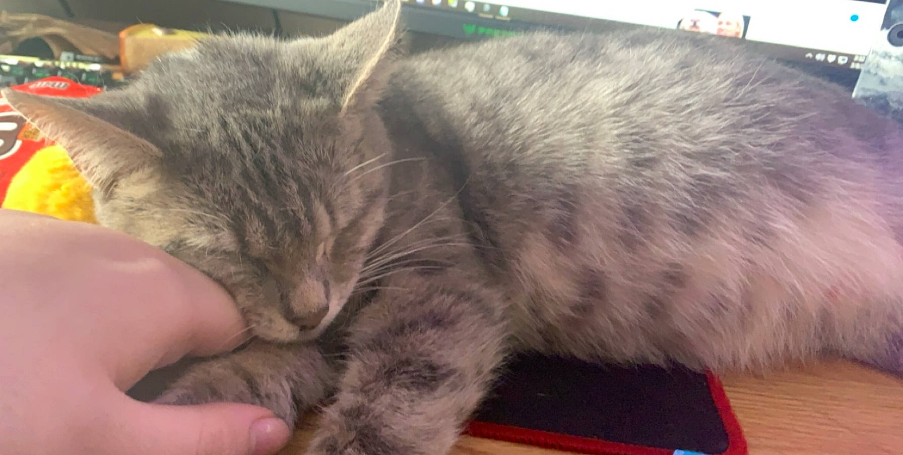 Ashy joined the competition — help win amazing prizes! asian, carnivore, cat, domestic_long_haired_cat, domestic_short_haired_cat, dragon_li, european_shorthair, felidae, fur, kitten, mammal, nap, nebelung, sleep, small_to_medium_sized_cats, snout, tabby_cat, whiskers