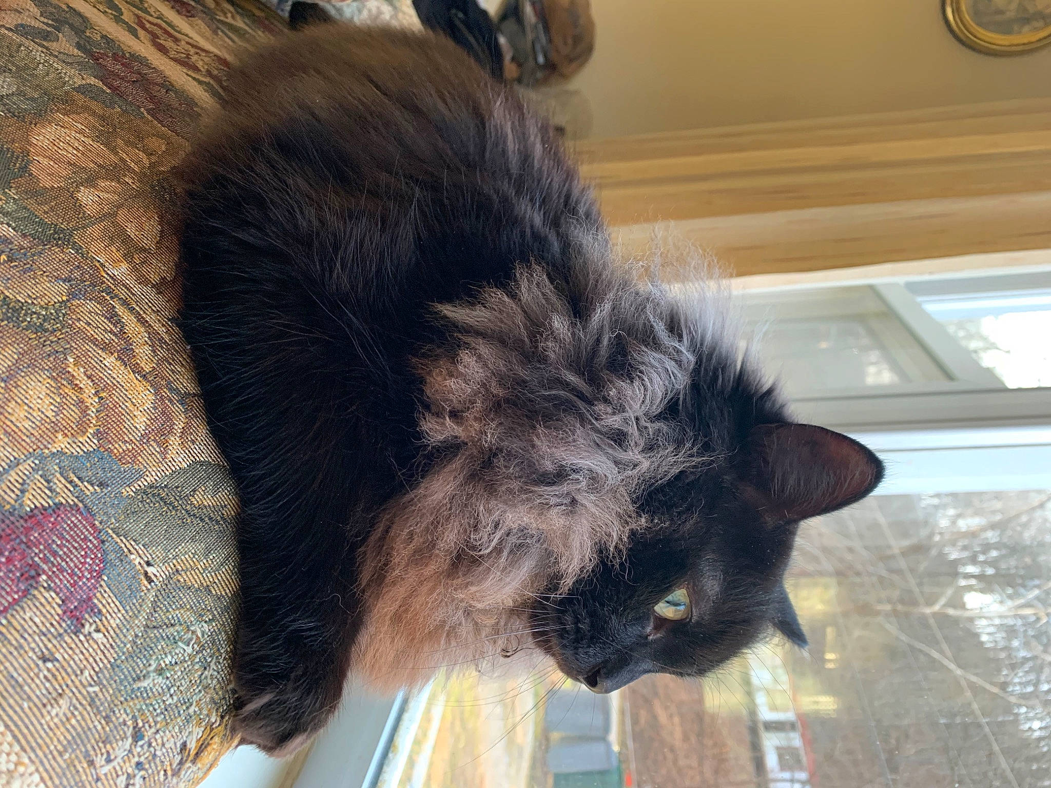 Oscar is registered to the contest to win money with this photo: asian, black_cat, carnivore, cat, domestic_long_haired_cat, ear, fawn, felidae, fur, small_to_medium_sized_cats, snout, tail, whiskers
