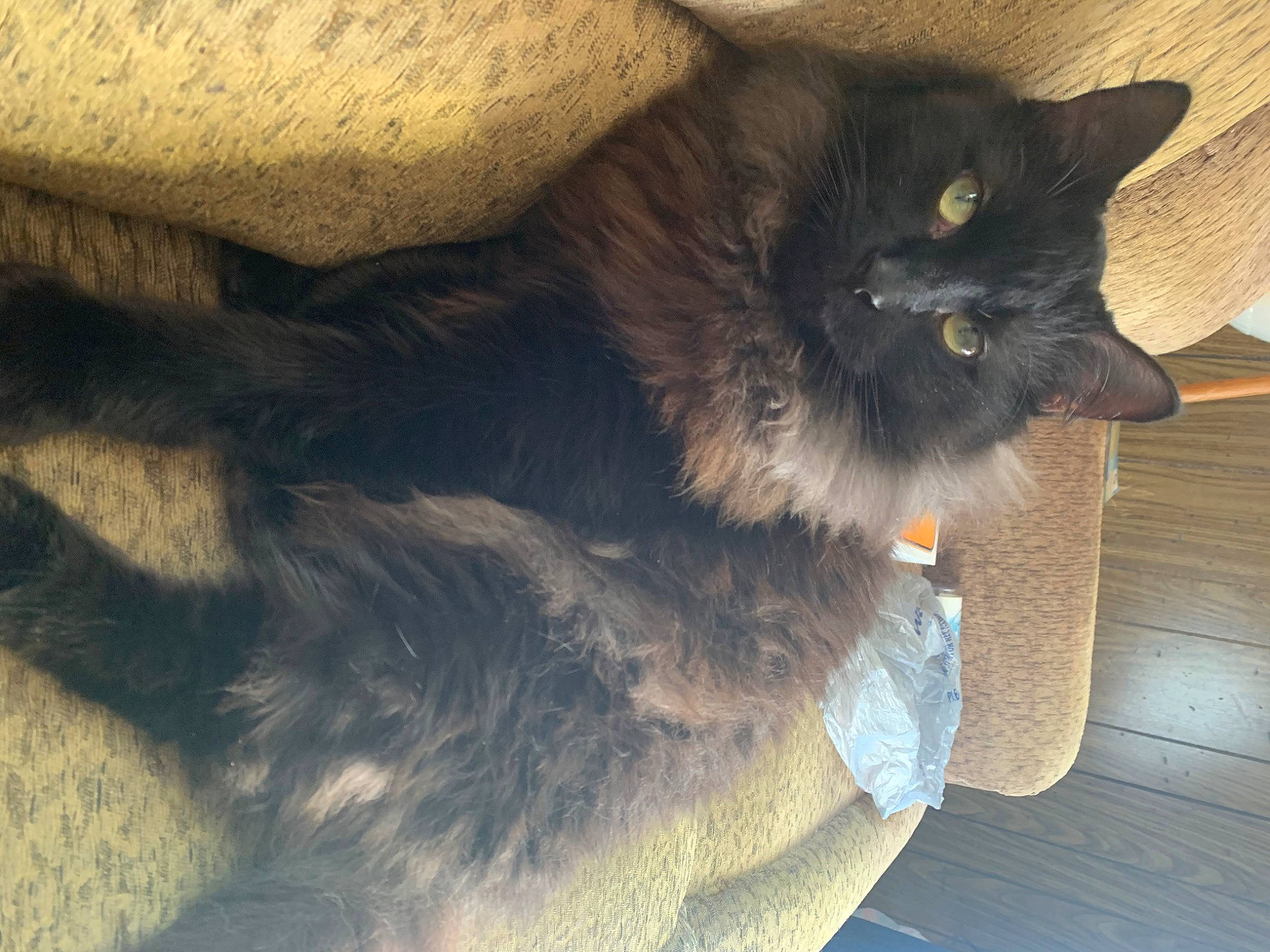 Oscar is registered to the contest to win money with this photo: asian_semi_longhair, black_cat, carnivore, cat, chartreux, domestic_long_haired_cat, domestic_short_haired_cat, felidae, fur, korat, mammal, nebelung, norwegian_forest_cat, nose, small_to_medium_sized_cats, snout, tail, whiskers